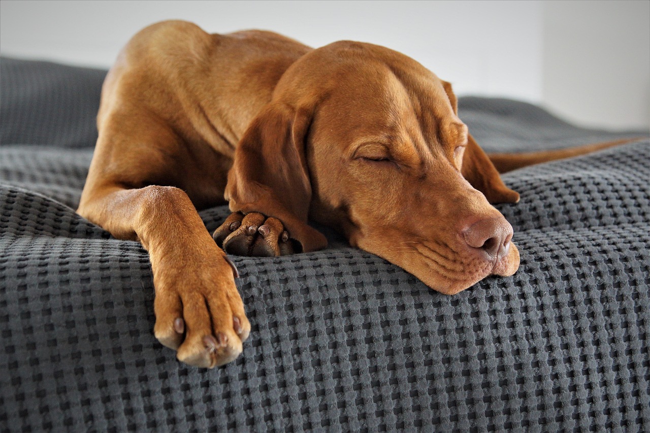 sleep-dog